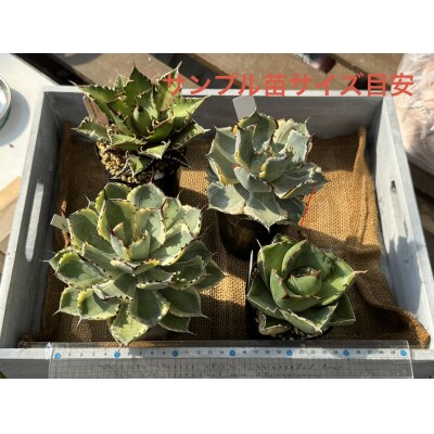 【さとふる限定】アガベ2鉢セット