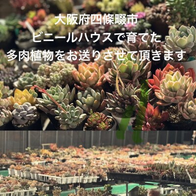 【さとふる限定】アガベ2鉢セット