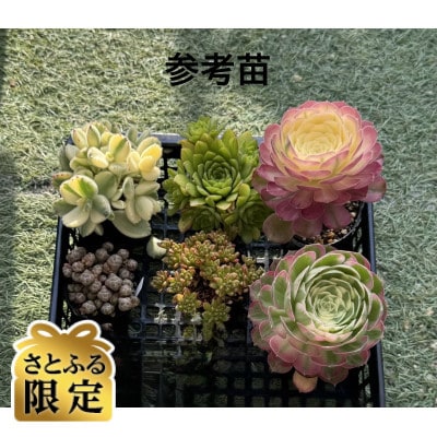 【さとふる限定】多肉植物6種類