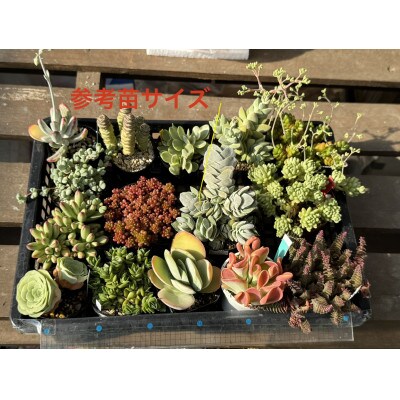 【さとふる限定】多肉植物6種類