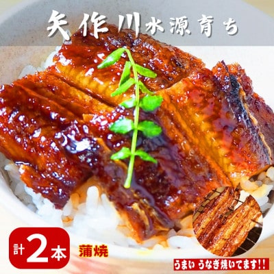 《特大2本》三河一色産　矢作川国産うなぎ蒲焼(関西風地焼)