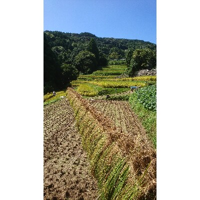 長崎県産　棚田天日掛け干し　にこまる5Kg　(令和4年産)