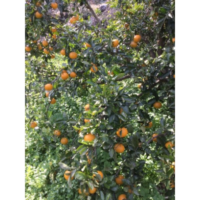 長崎県産　訳あり甘夏　紅甘夏10kg