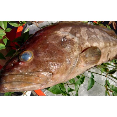 長崎近海産　天然アラ3Kg台(3.2～3.8Kg目安)