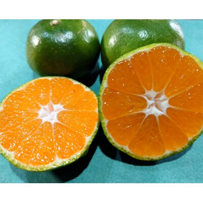 長崎産　訳あり極早生温州みかん10kg