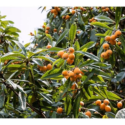 ビワの葉ごころ オマモリジェルクリーム50g【皮膚科医監修ドクターズコスメ】3点セット