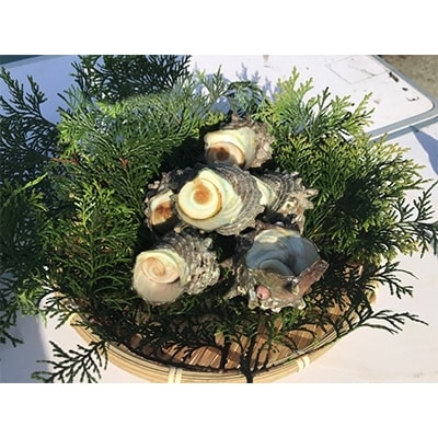 サザエ2kg【長崎市】