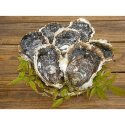 戸石イワガキ3kg(生食用)
