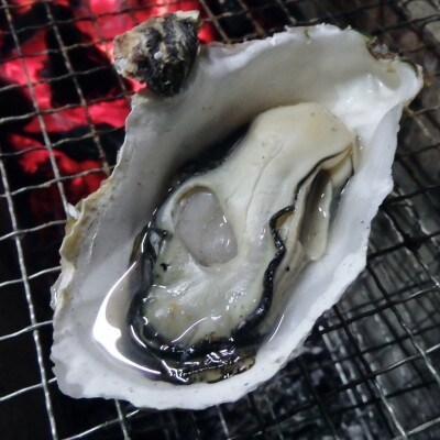 戸石町産 殻付き真牡蠣 約2kg(約20個/加熱用)
