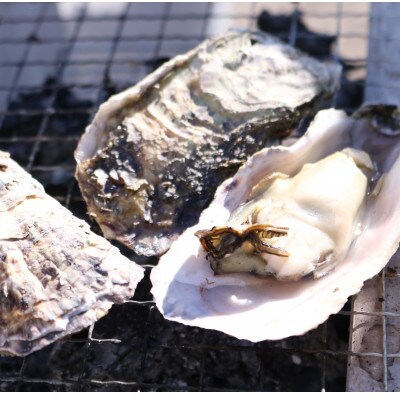 戸石町産 殻付き真牡蠣 約2kg(約20個/加熱用)