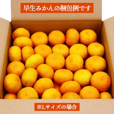 【発送月固定定期便】柑橘 お楽しみ定期便 みかん ポンカン 不知火など フルーツおまかせ便全3回