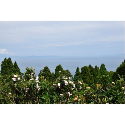 長崎特産茂木びわ