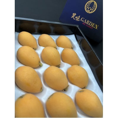 長崎特産品　茂木びわ　12粒　L・2L混合