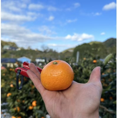 25歳の挑戦　長崎県産みかん　3kg