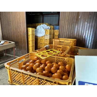 25歳の挑戦　長崎県産みかん　3kg