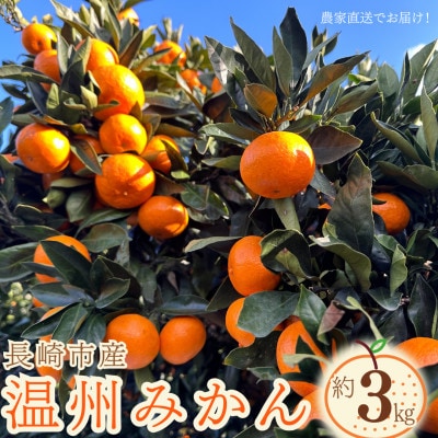 長崎県産温州みかん約3kg