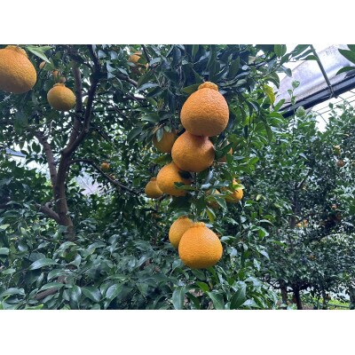 長崎県産 不知火 厳選8玉(農家直送)〜濃厚な甘みと溢れる果汁〜