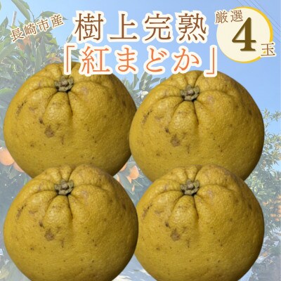 ザボン発祥の地・長崎より。樹上完熟「紅まどか」4玉
