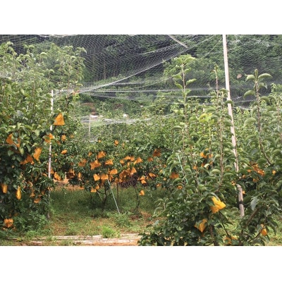 農家直送 旬の梨 2玉 ～もぎたて新鮮食べきりサイズ～
