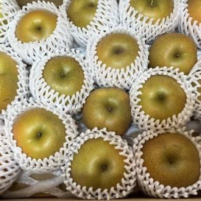 農家直送 旬の梨 2玉 ～もぎたて新鮮食べきりサイズ～