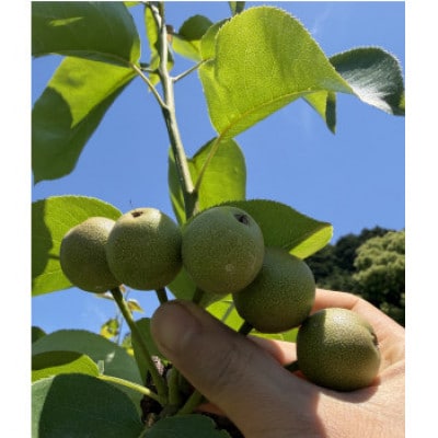 農家直送 旬の梨 2玉 ～もぎたて新鮮食べきりサイズ～