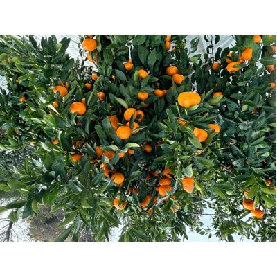 マルチ栽培みかん 3kg(味濃さ厳選/先行予約)《長崎市産》
