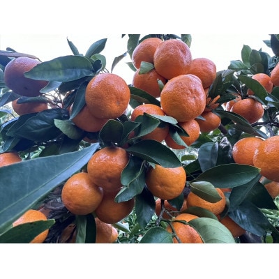 マルチ栽培みかん 3kg(味濃さ厳選/先行予約)《長崎市産》