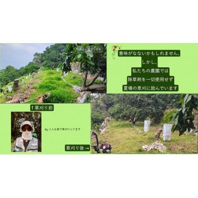 【樹上完熟】長崎みかん(甘夏みかん)計5kg