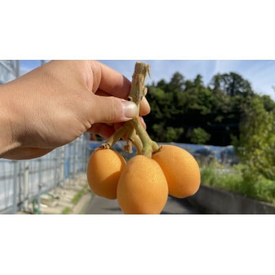 長崎県産ハウスびわ 計1キロ Lサイズ24個入り