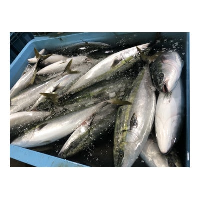 長崎県産養殖ぶり骨取り切身(無塩)