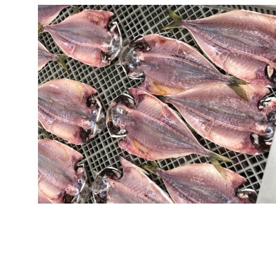 長崎干物あじ開き(約1.5kg)