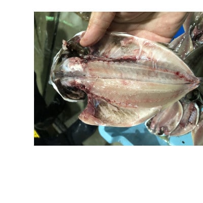 長崎干物あじ開き(約1.5kg)