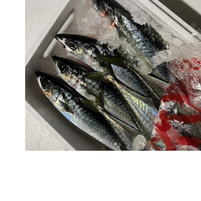 長崎産さばみりん干し(約1.4kg)