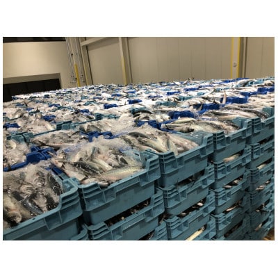 長崎産さばみりん干し(約1.4kg)