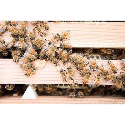 東美濃産100%のそよご蜜で造ったミード酒300mlとそよご蜂蜜300g