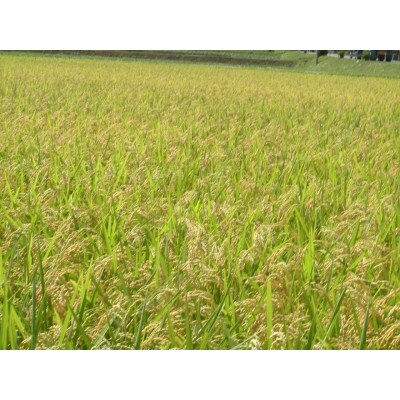 国内産無洗米5kg×2