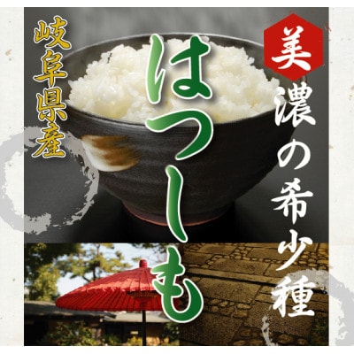 [美濃の希少種]白米 はつしも 10kg(5kg×2袋) 岐阜県産 令和6年産