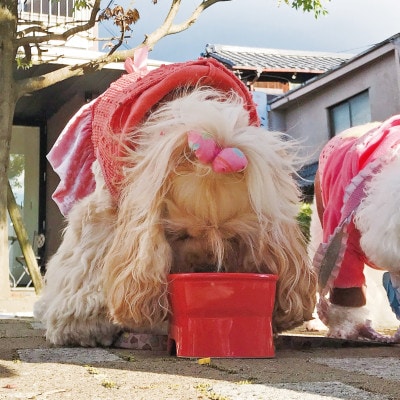 美濃焼 陶器製ペット用フードボウル【早食い防止 高台フードボウル (小/ピンク)pet109】