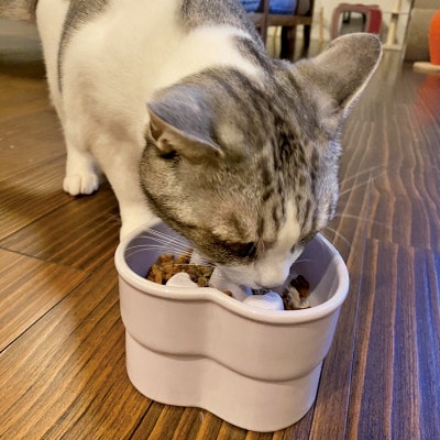 美濃焼　陶器製ペット用フードボウル【早食い防止 ハート型高台フードボウル/トルコブルーpet143】