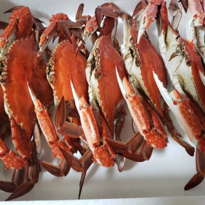 オス メス選べません チルド発送 愛知県三河の茹で渡り蟹1 2kg 中小サイズ K192 お礼品詳細 ふるさと納税なら さとふる