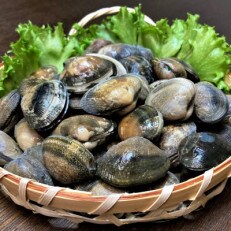 愛知県西尾市産　活あさり　2Lサイズ　1.5kg・K239 | ふるさと納税のお礼品