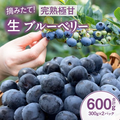 【摘みたて!】完熟極甘ブルーベリー(生果)600g・N067 | ふるさと納税のお礼品