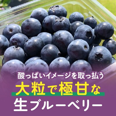 【摘みたて!】完熟極甘ブルーベリー(生果)600g・N067