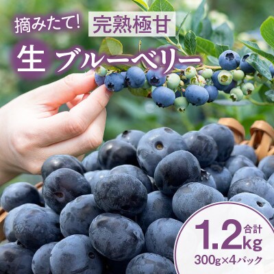 【摘みたて!】完熟極甘ブルーベリー(生果)1.2kg・N068