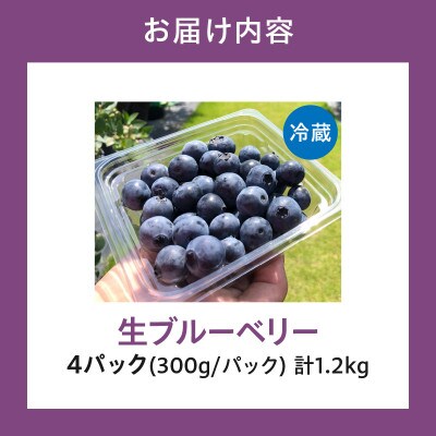 【摘みたて!】完熟極甘ブルーベリー(生果)1.2kg・N068