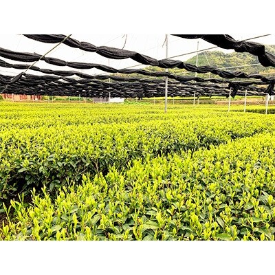 【新茶予約受付開始】西尾市吉良町お茶のながや新茶2本セットR6年5月上旬発送開始予定・O009-12
