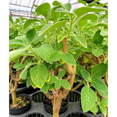 マンジェリコンコーヒー ドリップパック 15個 T038 お礼品詳細 ふるさと納税なら さとふる