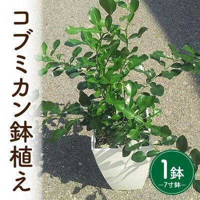 コブミカン鉢植え・T109