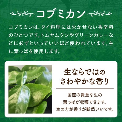 コブミカン鉢植え・T109