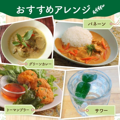 コブミカン鉢植え・T109